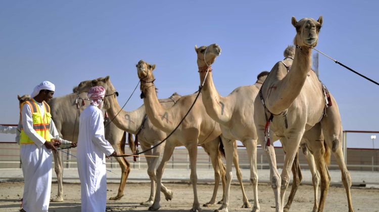 Camel Race Track 