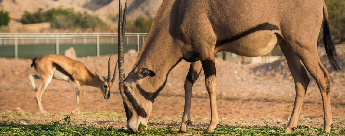 Al Ain Zoo