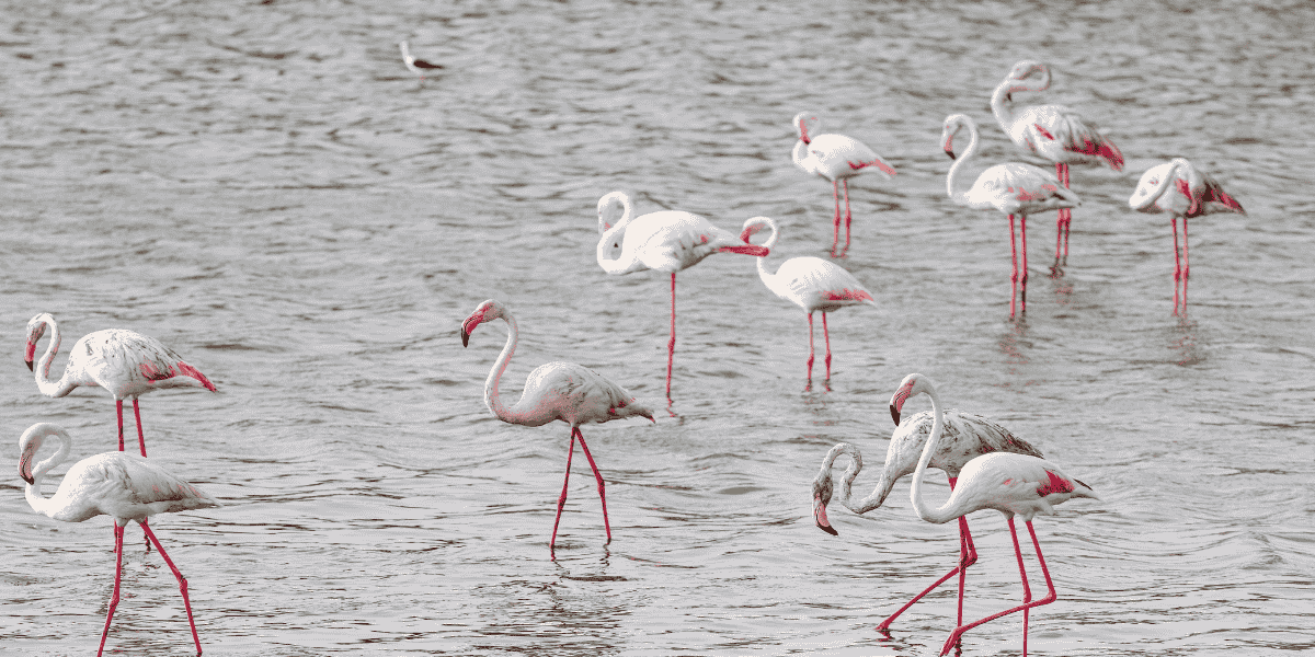 Al Wathba Wetland Reserve