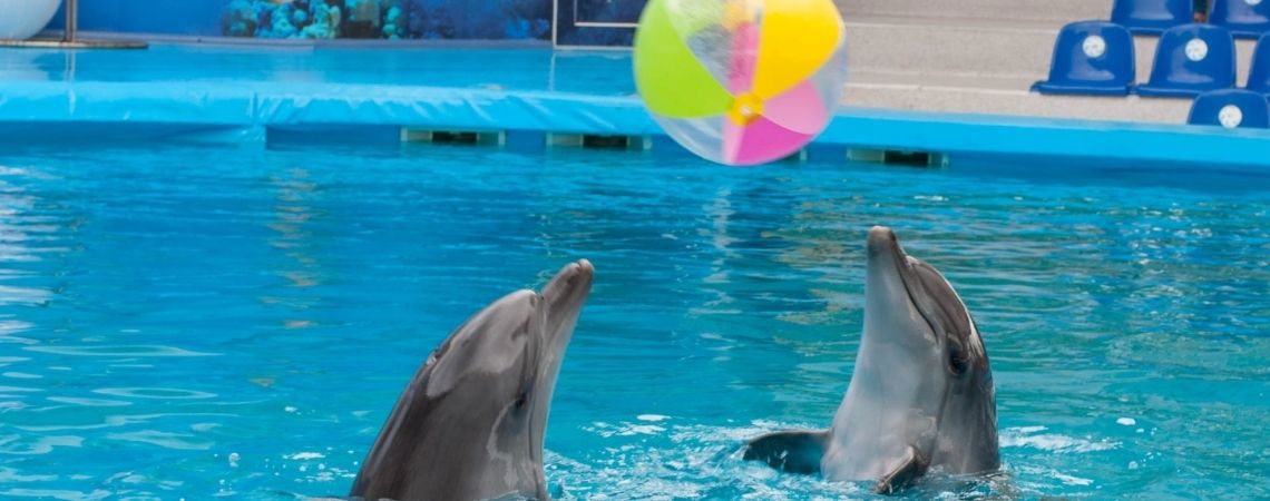 Dubai Dolphinarium