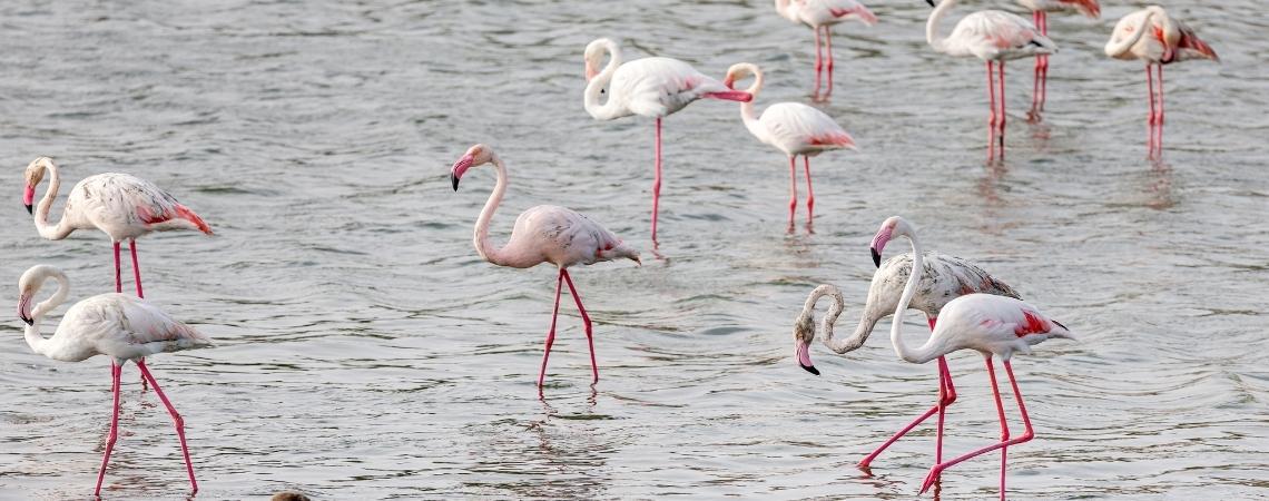 Flamingos at Al Wathba Wetland Reserve