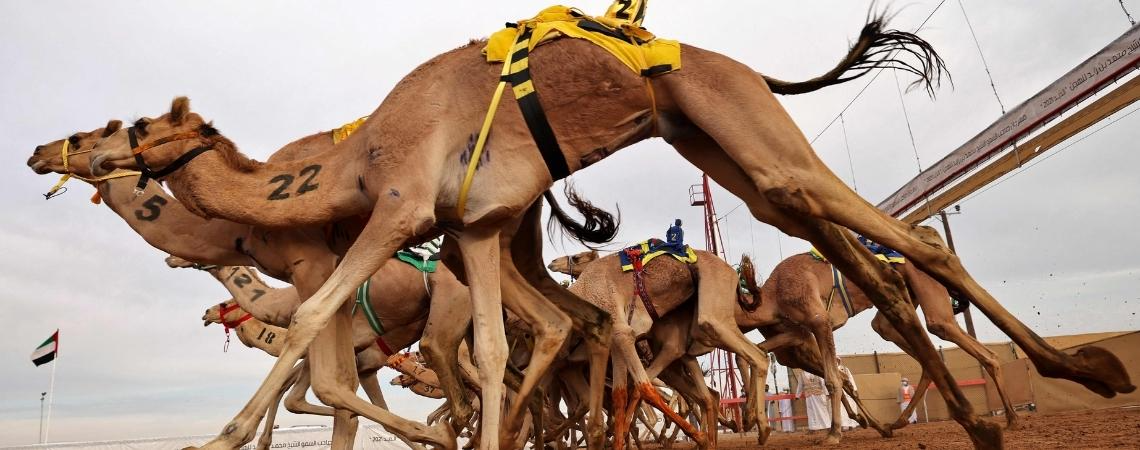 Watch Camel Racing at Al Dhaid Track