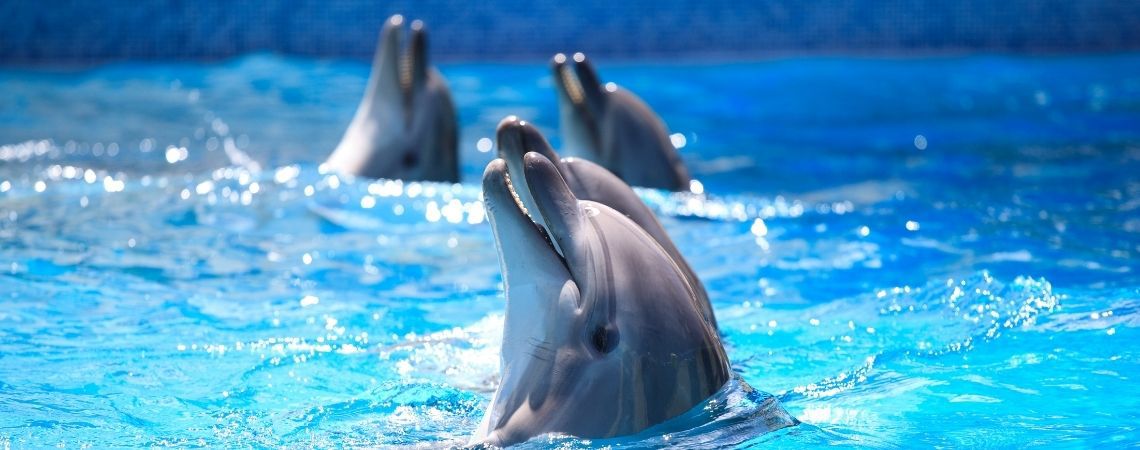 Dubai Dolphinarium – A Family-Friendly Show