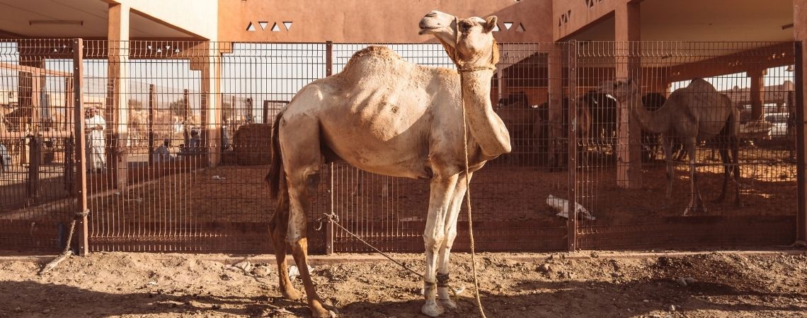 Al Ain’s Camel Market