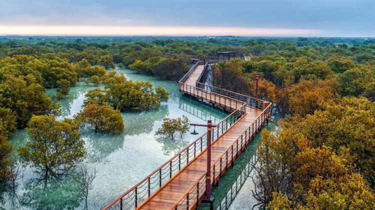 Jubail Mangrove Beach