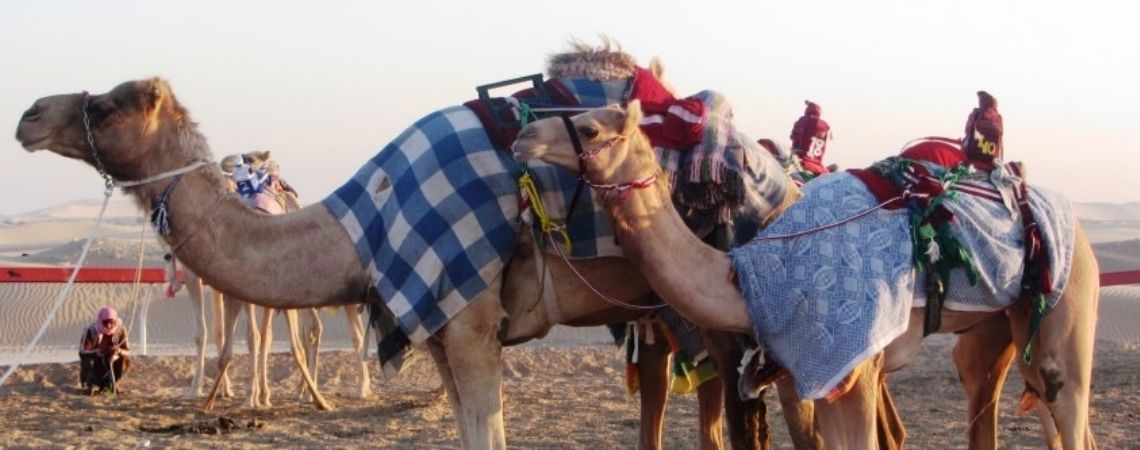 Explore the Madinat Zayed Camel Market